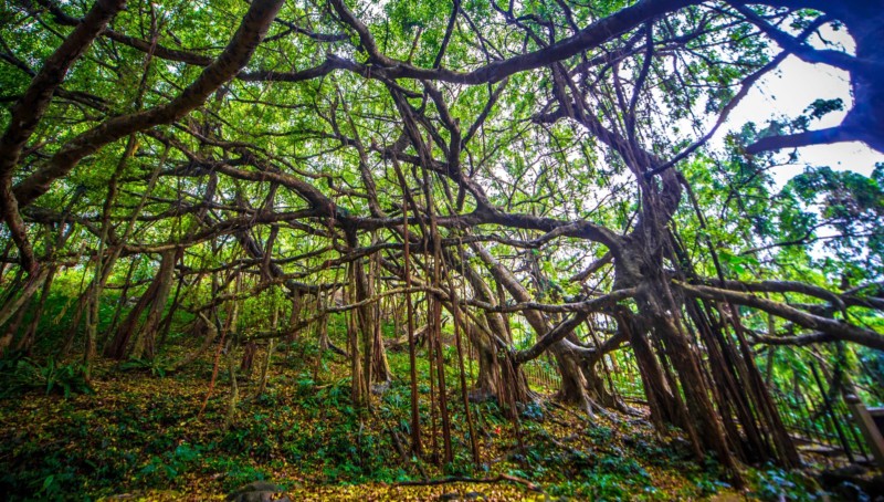 亚洲榕树王实景