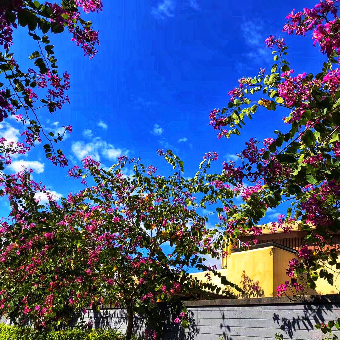 国家海岸·保利海棠湾实景图