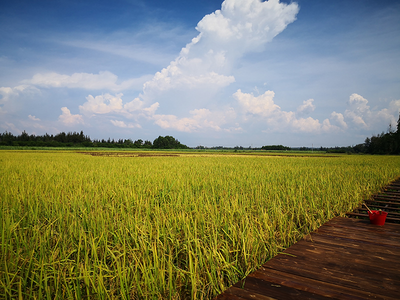 富力·悦海湾实景图