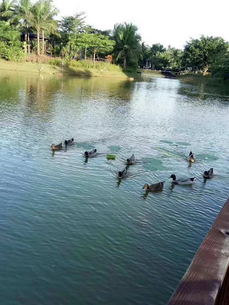 棕榈水城实景图2