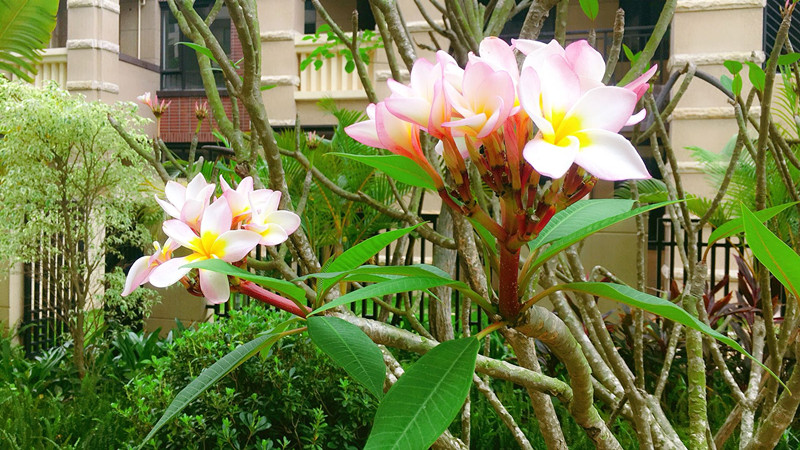 碧桂园雅拉湖畔实景图