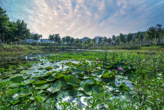 公园88号实景图13