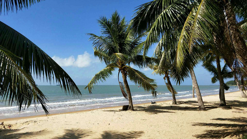 旭阳.热带森林实景图5