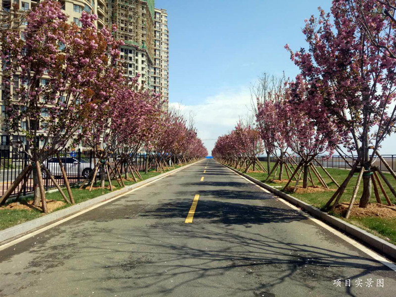 碧桂园滨海城实景图24